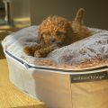 Hondenbed IndoorOutdoor Cappuccino - Small